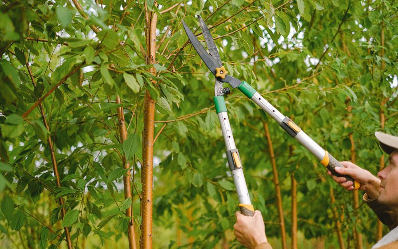 Tree trimming in Channahon, IL